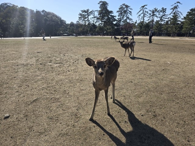奈良公園 | 大阪郊遊遊露營車過新年 | hidychan.com