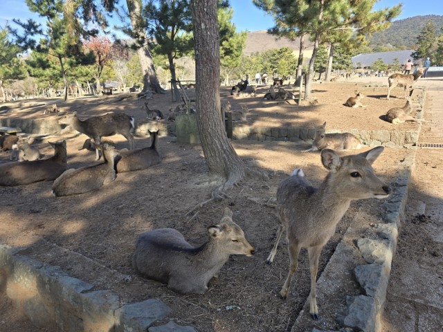 奈良公園 | 大阪郊遊遊露營車過新年 | hidychan.com