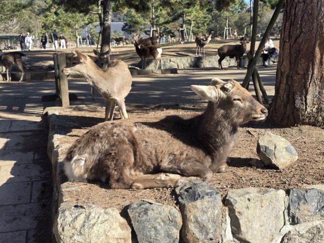 奈良公園 | 大阪郊遊遊露營車過新年 | hidychan.com
