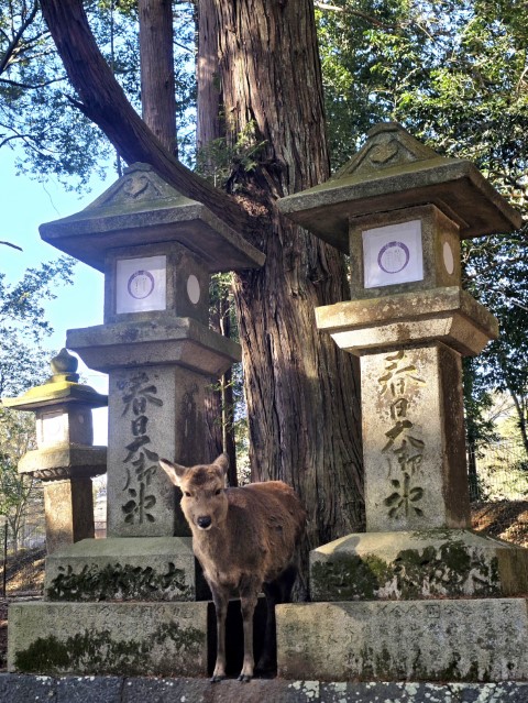奈良公園 | 大阪郊遊遊露營車過新年 | hidychan.com