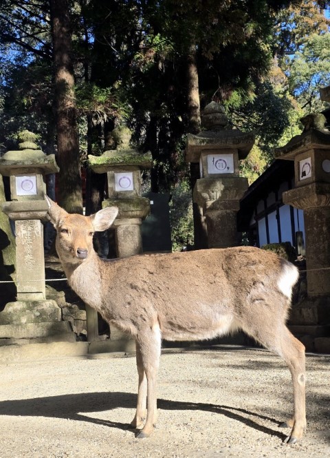 奈良公園 | 大阪郊遊遊露營車過新年 | hidychan.com