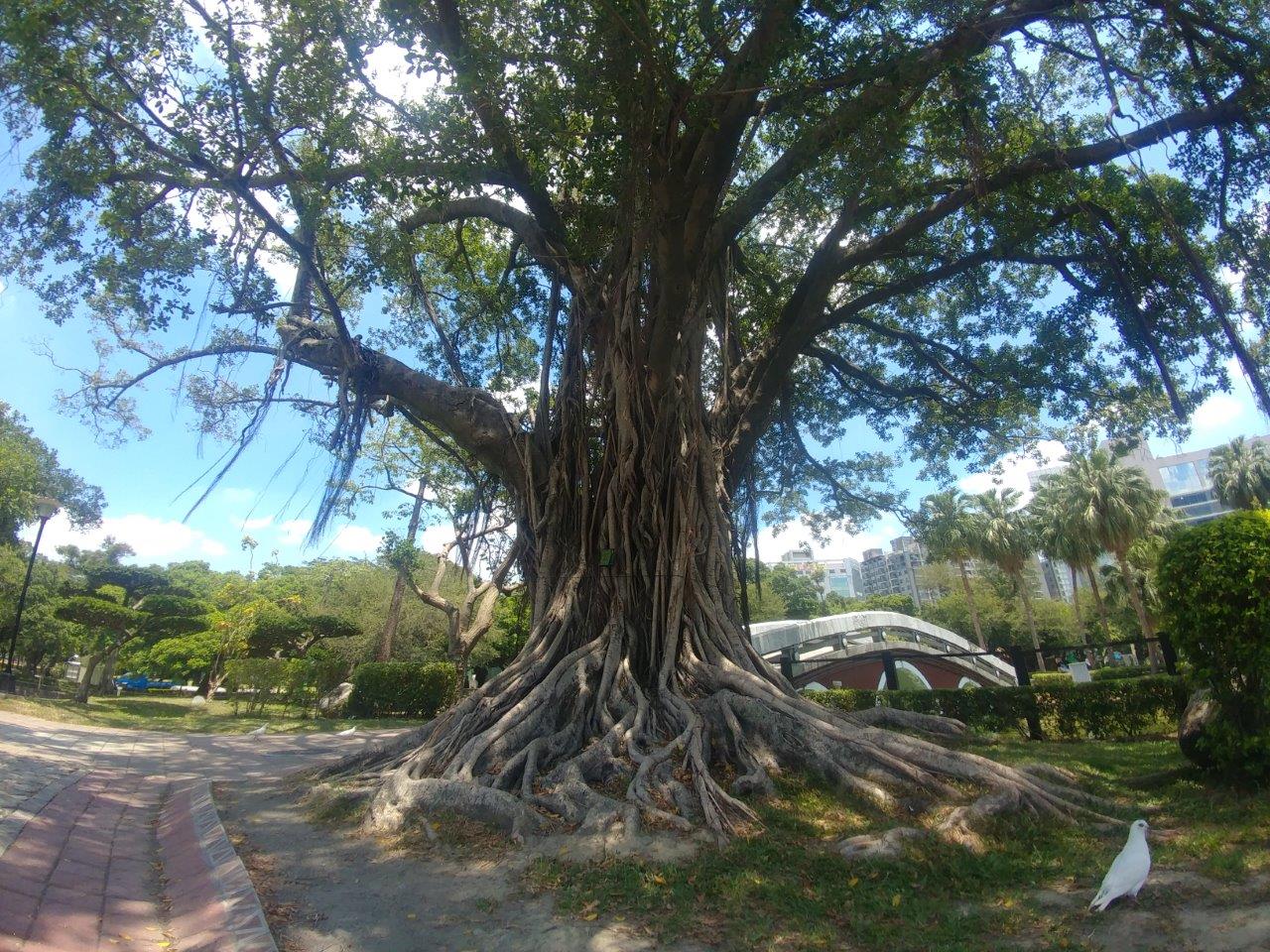 D7 台中公園 | 出走露在台灣 | 旅遊 露營 跑山 跑步 運動 水上活動 | Hidy Chan | hidychan.com