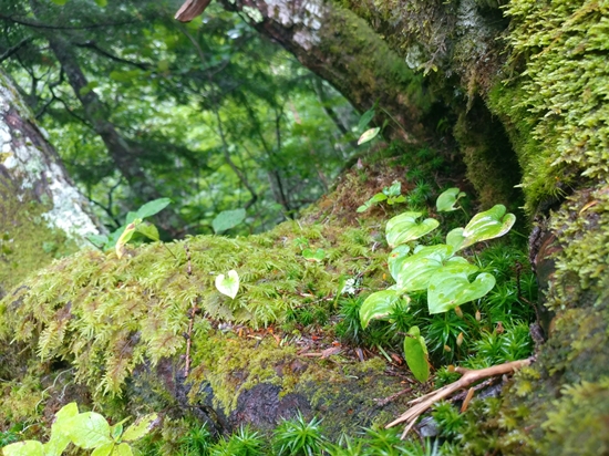 D4: 広河原>白根御池小屋 | 自己一人出走挑戰日本神山之旅 | 旅遊 露營 跑山 跑步 運動 水上活動 | Hidy Chan | hidychan.com