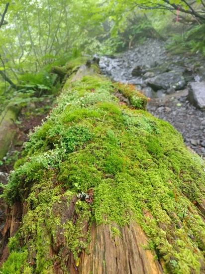 D6: 農鳥岳>大門沢小屋 | 自己一人出走挑戰日本神山之旅 | 旅遊 露營 跑山 跑步 運動 水上活動 | Hidy Chan | hidychan.com