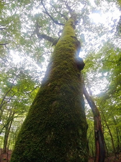 D7: 大門沢小屋>奈良田第一発電所 | 自己一人出走挑戰日本神山之旅 | 旅遊 露營 跑山 跑步 運動 水上活動 | Hidy Chan | hidychan.com