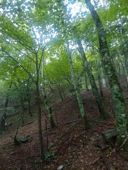 D7: 大門沢小屋>奈良田第一発電所 | 自己一人出走挑戰日本神山之旅 | 旅遊 露營 跑山 跑步 運動 水上活動 | Hidy Chan | hidychan.com